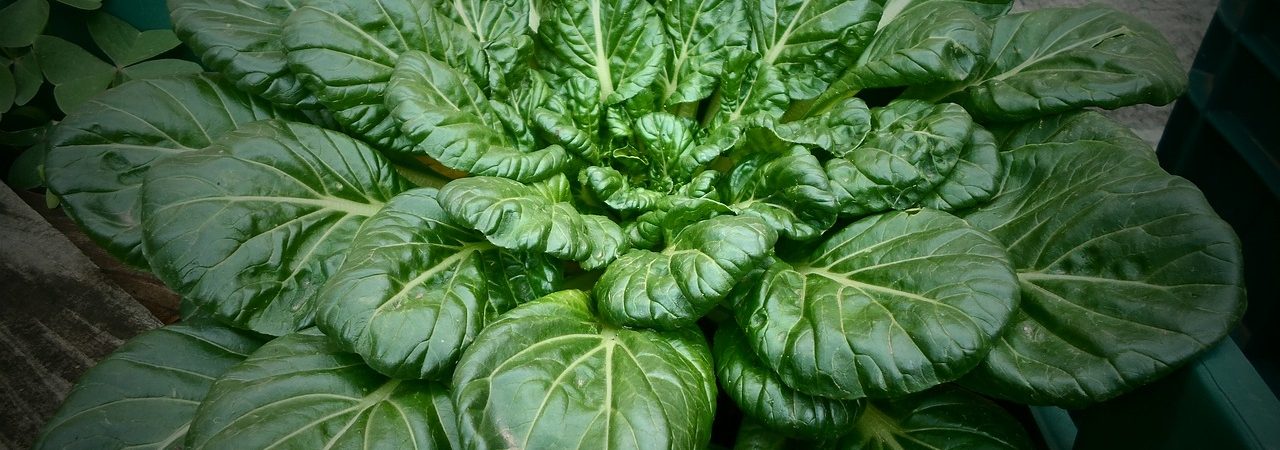 orchard, spinach, ecological-2459079.jpg